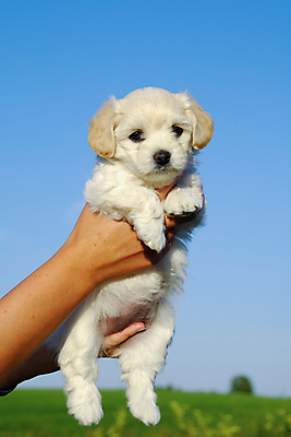 포토 JPG 해외이미지 동물 응시 얼굴 자연 하늘 휴식 털 관리 사람 사람없음 파란색 반려동물 흰색 표현 아기 잡기 개 달콤 강아지 작음 모피 동료 코 귀 부드러움 보여주기 기르기 동반자 충실 해외202004 해외포토 시선 컬러 컨셉 포유류 관계 모션 신체부위 감각 맛 크기 생태계 돌봄 파일형식 이미지허브