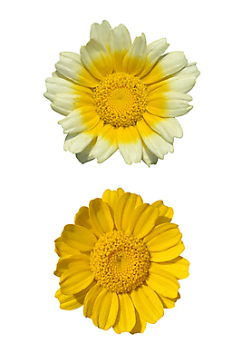 포토 JPG 해외이미지 식물 꽃잎 꽃 백그라운드 2 자연 국화 사람없음 노란색 화환 봄 벚꽃 흰색 닫기 가득함 데이지 고립 해외202004 해외포토 계절 컬러 모션 생태계 파일형식 이미지허브