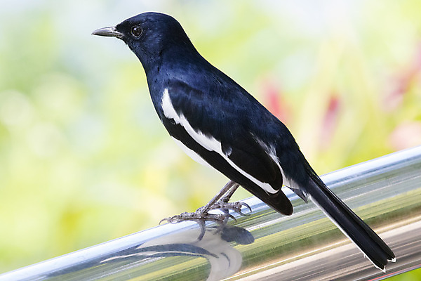 포토 JPG 해외이미지 나무 동물 1 공원 유럽 야생동물 백그라운드 겨울 밭 날개 태국 자연 조류 영국 동양인 풍경 사람없음 가로 초록색 정원 검은색 가을 흰색 나뭇가지 시골 도시 숲 깃털 싱글 부리 까마귀 동물상 철강 해외202004 해외포토 식물 계절 공공시설 나라 아시아 컬러 농업 인종 조형물 생태계 파일형식 이미지허브
