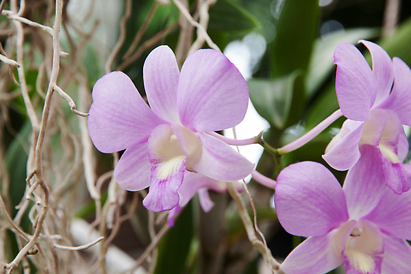 포토 JPG 해외이미지 나무 식물 꽃잎 꽃 꽃다발 잎 꽃무늬 태국 자연 사람없음 장식 초록색 정원 보라색 봄 벚꽃 신선 난초 제비꽃 묘사 여왕 해외202004 해외포토 계절 아시아 컬러 무늬 생태계 파일형식 이미지허브