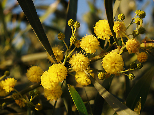 포토 JPG 해외이미지 나무 식물 계절 꽃 백그라운드 잎 꽃무늬 공 자연 따뜻함 발렌타인데이 선물 사랑 사람없음 야외 초록색 노란색 파티 정원 맑음 봄 벚꽃 나뭇가지 원형 황금 꽃가루 상록수 솜털 알레르기 아카시아 해외202004 해외포토 도형 감정 컬러 무늬 데이이벤트 날씨 이벤트 질병 가루 생태계 파일형식 이미지허브