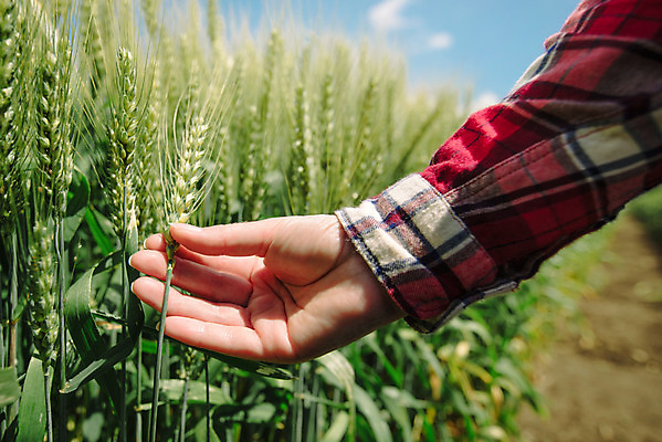 포토 JPG 해외이미지 식물 직업 손 여자 밭 농업 자연 노동자 사람없음 농작물 농장 농경지 터치 성장 시골 업무 보호 농부 땅 시리얼 밀 유기농 보리 점검 돌봄 밭일 작살 제어 세련 해외202004 해외포토 웰빙 산업 음식 컨셉 모션 곡류 사람 신체부위 작업 생태계 파일형식 이미지허브