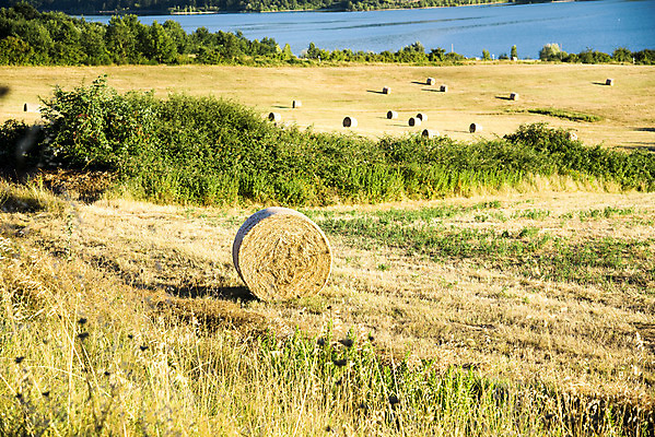 포토 JPG 해외이미지 나무 호수 사람없음 물 농장 쌓기 봄 이탈리아 새벽 안개 볏짚 언덕 뿌연 토스카나 해외202004 해외포토 자연요소 식물 계절 유럽 농업 모션 날씨 짚 파일형식 이미지허브