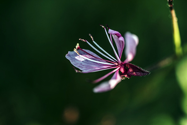 포토 JPG 해외이미지 식물 계절 꽃 친절 선물 사랑 취미 사람없음 물 여름 컬러풀 평화 힘 봄 활발 습기 에너지 자유 성장 시골 인사 신선 개화 수분 순수 원예 꽃가루 부드러움 꿀 완전 해외202004 해외포토 자연요소 감정 컬러 컨셉 예절 감각 가루 파일형식 이미지허브