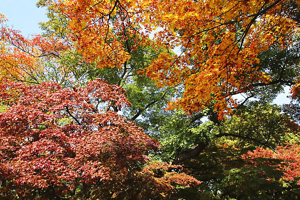 포토 JPG 해외이미지 나무 식물 계절 아시아 단풍 잎 자연 풍경 사람없음 야외 목재 컬러풀 노란색 일본 가을 역사 숲 해외202004 해외포토 나라 컬러 재료 생태계 파일형식 이미지허브
