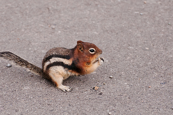 포토 JPG 해외이미지 동물 응시 공원 도로 야생동물 음식 자연 털 사람없음 야외 갈색 줄무늬 견과류 잡기 설치류 작음 먹이 모피 먹기 치수 해외202004 해외포토 시선 공공시설 길 컬러 무늬 교통시설 모션 크기 생태계 파일형식 이미지허브