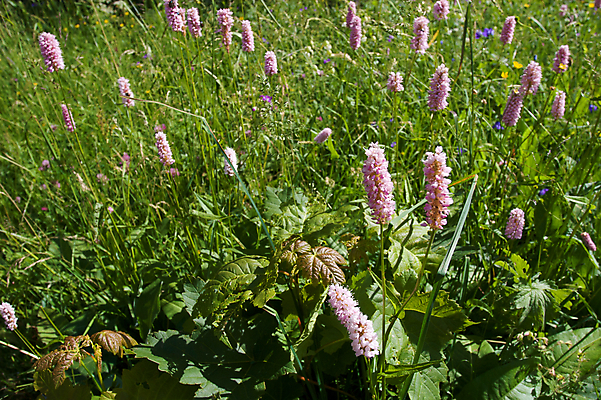 포토 JPG 해외이미지 식물 계절 꽃 분홍색 백그라운드 자연 사람없음 초록색 환경 정원 화목 봄 벚꽃 반지 개화 원예 생태학 심기 해외202004 해외포토 교육 컬러 컨셉 장신구 모션 취미 생태계 파일형식 이미지허브