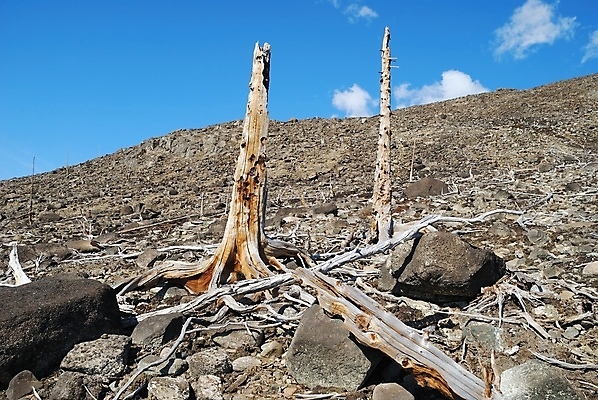 포토 JPG 해외이미지 나무 식물 자연 산 건조 풍경 사람없음 목재 환경 회색 죽음 숲 언덕 부식 뿌리 암초 생태학 옛날 해외202004 해외포토 교육 컬러 재료 생태계 파일형식 이미지허브