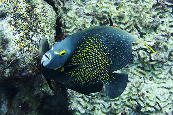 포토 JPG 해외이미지 동물 야생동물 바다 패턴 어류 사람없음 노란색 바닷속 수중 점 산호 다이빙 지느러미 해외202004 해외포토 컬러 무늬 수영 수중동물 자포동물 수중스포츠 파일형식 이미지허브