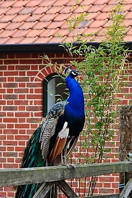 포토 JPG 해외이미지 1 남자 야생동물 백그라운드 패턴 자연 조류 벽돌 서기 사람없음 파란색 컬러풀 머리 활발 우아함 닫기 공작 깃털 웅장함 해외202004 해외포토 동물 컬러 컨셉 무늬 모션 사람 신체부위 생태계 파일형식 이미지허브