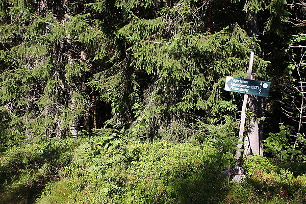 포토 JPG 해외이미지 나무 열매 길 자국 스키 노르웨이 사람없음 파란색 맑음 트래킹 굴 소나무 숲 오솔길 방향 관목 사인 블루베리 승진 깊이 선로 오슬로 월귤 해외202004 해외포토 식물 유럽 컬러 과일 레저 날씨 어패류 겨울스포츠 파일형식 이미지허브