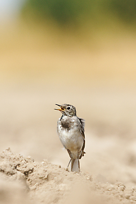 포토 JPG 해외이미지 나무 동물 공원 남자 야생동물 백그라운드 겨울 날개 자연 조류 하늘 동물원 앉기 풍경 사람없음 야외 빨간색 초록색 물 여름 파란색 컬러풀 갈색 노란색 평화 검은색 봄 흰색 나뭇가지 숲 작음 깃털 부리 내추럴 동물상 해외202004 해외포토 자연요소 식물 계절 공공시설 컬러 컨셉 모션 사람 조형물 크기 생태계 파일형식 이미지허브
