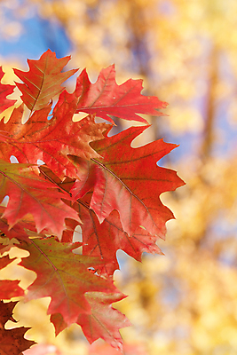 포토 JPG 해외이미지 나무 식물 디자인 계절 백그라운드 단풍 잎 오렌지 자연 표면 추상 프레임 미술 사람없음 빨간색 컬러풀 햇빛 갈색 노란색 세일 우주 침묵 공백 수확 가을 물방울 나뭇가지 가장자리 숲 11월 묘사 질감 복고 추수감사절 10월 그런지 옛날 해외202004 해외포토 기독교 컬러 무늬 농업 과일 문화예술 태양 소리 날짜 둘레 생태계 파일형식 이미지허브