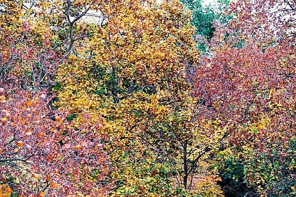 포토 JPG 해외이미지 나무 식물 디자인 계절 공원 백그라운드 단풍 잎 패턴 오렌지 자연 하늘 풍경 사람없음 야외 빨간색 초록색 빛 컬러풀 햇빛 태양 갈색 노란색 환경 침묵 활발 가을 나뭇가지 변화 황금 숲 질감 장면 10월 내추럴 엘리먼트 해외202004 해외포토 자연요소 공공시설 컬러 컨셉 무늬 과일 소리 날짜 생태계 파일형식 이미지허브