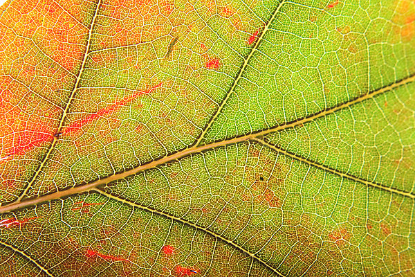 포토 JPG 해외이미지 식물 과학 백그라운드 잎 패턴 농업 채소 자연 벽지 휴식 세포 건강 사람없음 장식 초록색 여름 빛 평화 정원 봄 가을 신선 닫기 숲 허브 묘사 유기농 질감 생물학 내추럴 광합성 생태학 채식주의자 디테일 해외202004 해외포토 웰빙 계절 교육 산업 컬러 컨셉 무늬 모션 생태계 채식 파일형식 이미지허브