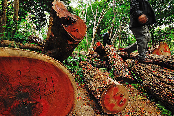 포토 JPG 해외이미지 나무 사람없음 목재 하트 횡단보도 떨어짐 상처 숲 자르기 전나무 산맥 해외202004 해외포토 모양 식물 컨셉 재료 모션 산 보행로 파일형식 이미지허브