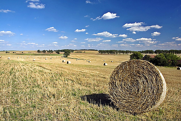 포토 JPG 해외이미지 식물 구름 빵 밭 농업 자연 하늘 건강 씨앗 풍경 사람없음 여름 파란색 농작물 농장 환경 수확 시골 업무 농부 낟알 두루마리 시리얼 밀 굽기 수집 보따리 유기농 보리 밀가루 트랙터 밀짚 낫 생태학 숙성 이스트 호밀 통밀 귀리 해외202004 해외포토 자연요소 직업 웰빙 계절 교육 산업 음식 컬러 곡류 작업 짚 농기계 가루 구이 생태계 특수차량 파일형식 이미지허브