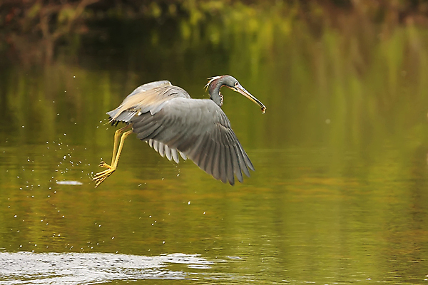 포토 JPG 해외이미지 동물 야생동물 조류 사람없음 물 왜가리 삼색 해외202004 해외포토 자연요소 파일형식 이미지허브