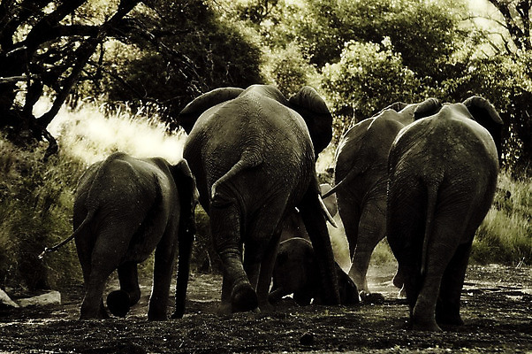포토 JPG 해외이미지 공원 야생동물 여행 가족 아프리카 자연 코끼리 풍경 사람없음 블록 큼 사파리 내추럴 보츠와나 전국 해외202004 해외포토 동물 공공시설 나라 포유류 관계 크기 생태계 파일형식 이미지허브