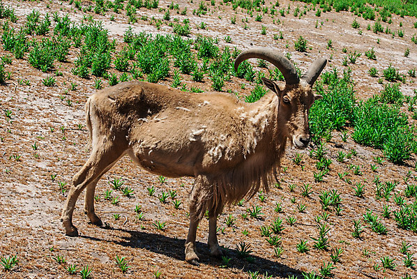 포토 JPG 해외이미지 긴머리 공원 염소 산 뿔 동물원 사람없음 정원 숲 해외202004 해외포토 헤어스타일 공공시설 포유류 파일형식 이미지허브