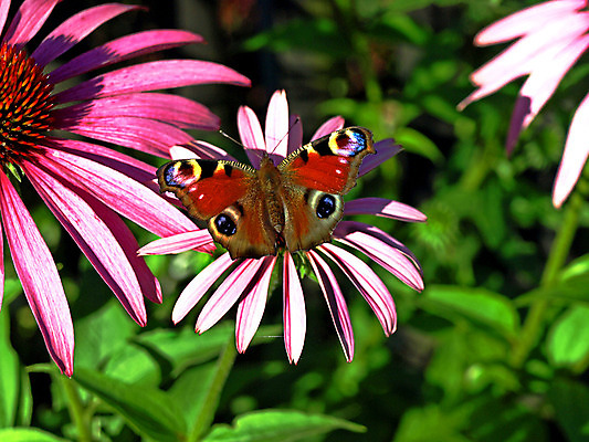 포토 JPG 해외이미지 식물 동물 꽃 음료 야생동물 장갑 나비 곤충 자연 사람없음 치료 초록색 건강관리 벚꽃 공작 꿀 조제 해외202004 해외포토 잡화 컬러 의학 조류 건강 관리 약 생태계 만들기 파일형식 이미지허브