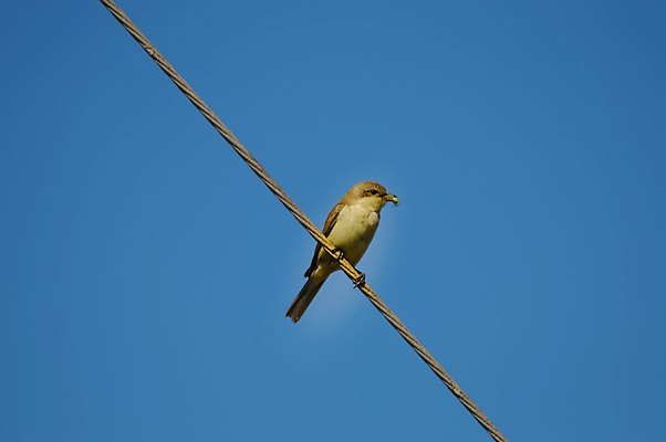 포토 JPG 해외이미지 동물 커플 여자 야생동물 나비 백그라운드 컨셉 날개 회사 노래 자연 조류 오리 사람없음 파란색 갈색 쌍 작음 먹이 깃털 부리 독수리 참새 모음 고립 동물상 차단 해외202004 해외포토 음악 컬러 곤충 비즈니스 관계 사람 한글 조형물 크기 생태계 파일형식 이미지허브