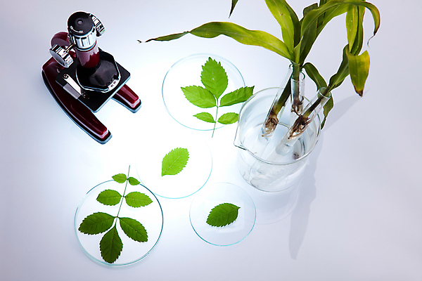 포토 JPG 해외이미지 식물 잎 실내 현미경 실험 사람없음 액체 화학 실험실 플라스크 흰배경 비커 화학실험 샬레 해외202004 해외포토 과학 백그라운드 실험기구 내부 흰색 파일형식 이미지허브