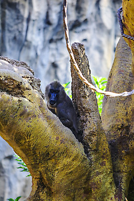 포토 JPG 해외이미지 동물 1 공원 얼굴 야생동물 여행 포즈 이동 포유류 모션 아프리카 자연 동물원 종류 사람없음 야외 목재 머리 환경 나뭇가지 원숭이 숲 생물학 오르기 멸종 나이지리아 동물상 생태학 송곳 해외202004 해외포토 나무 공공시설 교육 나라 컨셉 재료 신체부위 조형물 생태계 파일형식 서아프리카 이미지허브