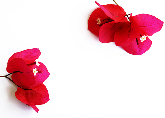 포토 JPG 해외이미지 식물 계절 꽃 백그라운드 자연 휴식 사람없음 장식 빨간색 여름 정원 보라색 흰색 신용카드 다발 지중해 허브 묘사 원예 향기 냄새 향 아로마테라피 라일락 악취 남쪽 내추럴 고립 해외202004 해외포토 바다 컬러 컨셉 취미 금융 방향 생태계 테라피 파일형식 이미지허브