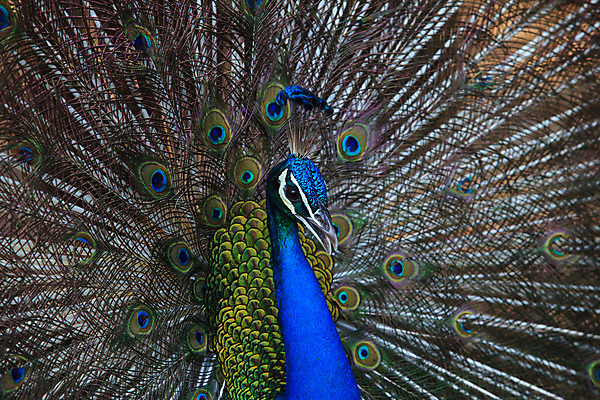 포토 JPG 해외이미지 동물 남자 야생동물 백그라운드 패턴 자연 조류 동물원 사람없음 초록색 파란색 반려동물 컬러풀 머리 부채 황무지 우아함 닫기 공작 숲 깃털 꼬리 부리 슛 보여주기 꿩 계산서 내추럴 터키석 해외202004 해외포토 컬러 컨셉 무늬 모션 사람 신체부위 보석 생태계 파일형식 이미지허브