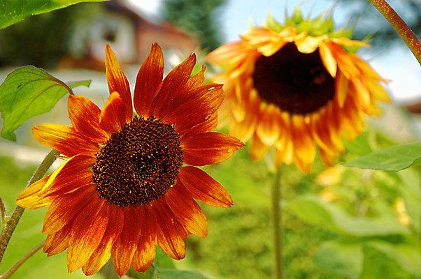 포토 JPG 해외이미지 꽃 자연 해바라기 사람없음 야외 빨간색 노란색 해외202004 해외포토 식물 컬러 생태계 파일형식 이미지허브