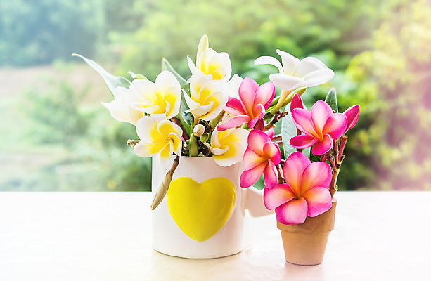 포토 JPG 해외이미지 나무 꽃 분홍색 백그라운드 자연 사람없음 장식 컵 여름 노란색 꽃병 봄 하트 달콤 작음 다발 보케 부드러움 해외202004 해외포토 모양 식물 식기 계절 컬러 감각 맛 크기 생태계 파일형식 이미지허브