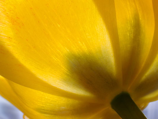 포토 JPG 해외이미지 꽃 백그라운드 발렌타인데이 사랑 사람없음 정원 봄 튤립 엽서 소원 어머니의날 해외202004 해외포토 식물 계절 기념일 감정 데이이벤트 편지 미국문화 파일형식 이미지허브