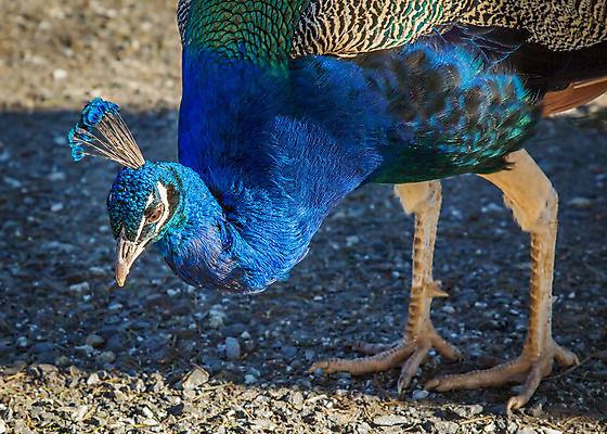 포토 JPG 해외이미지 동물 공원 아시아 야생동물 여행 자연 조류 휴가 동물원 동양인 사람없음 초록색 파란색 컬러풀 황무지 공작 인도인 먹기 꼬리 수유 이국적 전국 해외202004 해외포토 외국인 공공시설 나라 컬러 모션 인종 생태계 파일형식 이미지허브