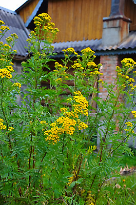 포토 JPG 해외이미지 식물 영어 공원 꽃잎 꽃 분홍색 꽃무늬 밭 자연 산 주택 풍경 사람없음 야외 목재 장식 초록색 여름 울타리 컬러풀 노란색 정원 맑음 페인트 봄 활발 성장 벚꽃 흰색 시골 신선 개화 원예 내추럴 강렬 뒤뜰 해외202004 해외포토 나무 문자 계절 공공시설 컬러 컨셉 무늬 농업 재료 날씨 취미 건물 담장 생태계 파일형식 이미지허브