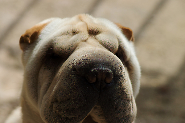 포토 JPG 해외이미지 동물 얼굴 털 사람없음 반려동물 흰색 주름 개 달콤 강아지 크림 송곳니 기르기 유래 총구 해외202004 해외포토 컬러 포유류 신체부위 맛 치아 돌봄 파일형식 이미지허브