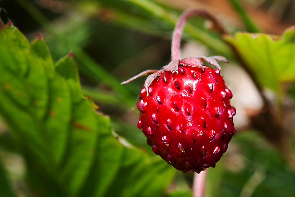 포토 JPG 해외이미지 식물 열매 꽃 음식 줄기 백그라운드 잎 밭 다이어트 과일 자연 딸기 디저트 건강 사람없음 야외 빨간색 초록색 농작물 정원 성장 나뭇가지 시골 신선 달콤 맛 숲 작음 다발 먹기 오브젝트 유기농 내추럴 숙성 해외202004 해외포토 나무 웰빙 컬러 컨셉 농업 모션 크기 생태계 파일형식 이미지허브