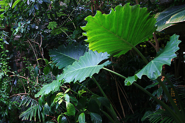 포토 JPG 해외이미지 나무 식물 공원 바다 잎 캐나다 영국 사람없음 초록색 세계 여행객 정원 수중 콜롬비아 수족관 벤쿠버 해외202004 해외포토 공공시설 유럽 컬러 북아메리카 사람 남아메리카 파일형식 이미지허브
