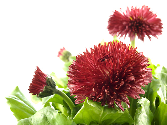 포토 JPG 해외이미지 식물 계절 꽃 꽃무늬 자연 사람없음 초록색 정원 봄 성장 벚꽃 흰색 신선 냄비 컨테이너 원예 데이지 내추럴 고립 모종 해외202004 해외포토 산업 컬러 무늬 취미 솥 생태계 파일형식 이미지허브