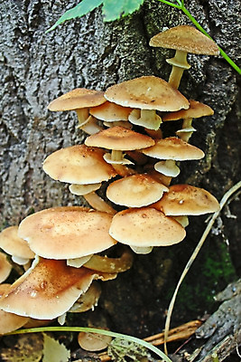 포토 JPG 해외이미지 나무 식물 음식 자연 취미 사람없음 버섯 숲 수집 그림 식용 해외202004 해외포토 생태계 파일형식 이미지허브