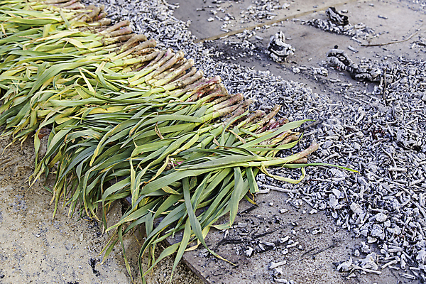 포토 JPG 해외이미지 1 음식 빵 백그라운드 채소 재료 전구 건강 마늘 요리 사람없음 빨간색 초록색 갈색 머리 주방 보라색 검은색 흰색 신선 뜨거움 황금 닫기 맛 그릴 자르기 굽기 허브 향신료 묘사 질감 석탄 해외202004 해외포토 식물 컬러 컨셉 모션 주방용품 신체부위 구이 향미료 파일형식 이미지허브