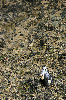 포토 JPG 해외이미지 동물 공원 바다 여행 캐나다 근육 조개 영국 생물 어류 사람없음 여행객 껍질 신선 도시 오픈 콜롬비아 해산물 벤쿠버 서쪽 해외202004 해외포토 공공시설 유럽 북아메리카 어패류 사람 수중동물 남아메리카 방향 파일형식 이미지허브