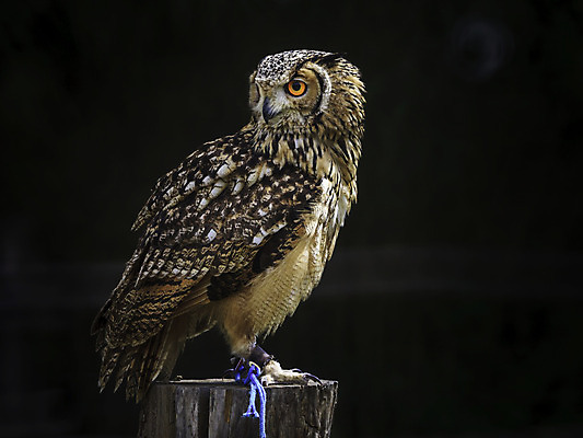 포토 JPG 해외이미지 동물 야생동물 자연 조류 서기 사람없음 먹이 깃털 육식동물 부엉이 사냥꾼 노려봄 경보 고립 해외202004 해외포토 직업 모션 표정 생태계 파일형식 이미지허브