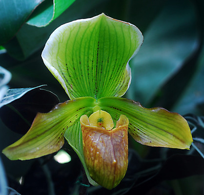 포토 JPG 해외이미지 식물 꽃 화초 자연 사람없음 초록색 정원 봄 흰색 점 난초 원예 해외202004 해외포토 계절 컬러 취미 생태계 파일형식 이미지허브