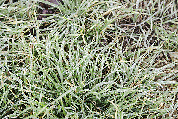 포토 JPG 해외이미지 식물 줄기 백그라운드 잎 패턴 밭 자연 아침 추상 건강 잔디 사람없음 야외 초록색 물 여름 빛 환경 정원 봄 젖음 성장 물방울 신선 액체 칼날 닫기 떨어짐 이슬 빗방울 질감 해외202004 해외포토 주간 자연요소 계절 컬러 컨셉 무늬 농업 모션 비_날씨 생태계 파일형식 이미지허브