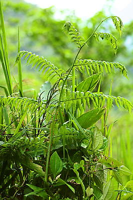포토 JPG 해외이미지 식물 줄기 잎 자연 사람없음 세로 초록색 브레이크 에콰도르 내추럴 베르데 양치류 해외202004 해외포토 컬러 남아메리카 생태계 파일형식 이미지허브