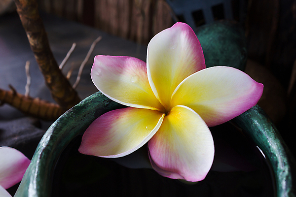 포토 JPG 해외이미지 식물 꽃 선 분홍색 백그라운드 꽃무늬 휴식 사람없음 장식 물 노란색 평화 꽃병 스파 벚꽃 조약돌 흰색 사발 굽기 명상 향기 발리 부드러움 점토 해외202004 해외포토 자연요소 컬러 섬 컨셉 무늬 돌_바위 감각 사기그릇 구이 냄새 인도네시아 파일형식 이미지허브