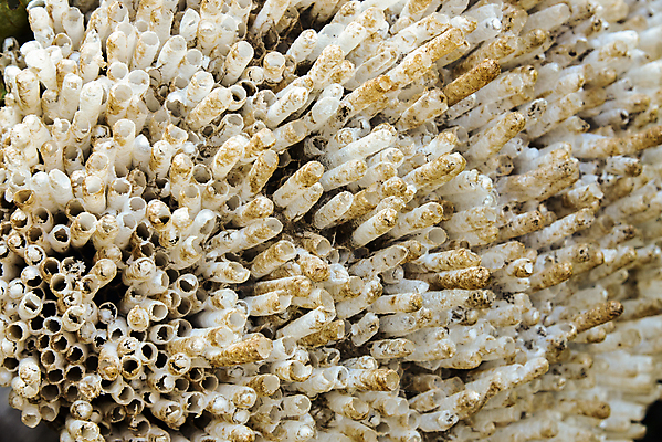 포토 JPG 해외이미지 종이 야생동물 곤충 건축양식 자연 사람없음 컬러풀 노란색 작업 말벌 육각형 해외202004 해외포토 도형 동물 건축 컬러 벌_곤충 생태계 파일형식 이미지허브