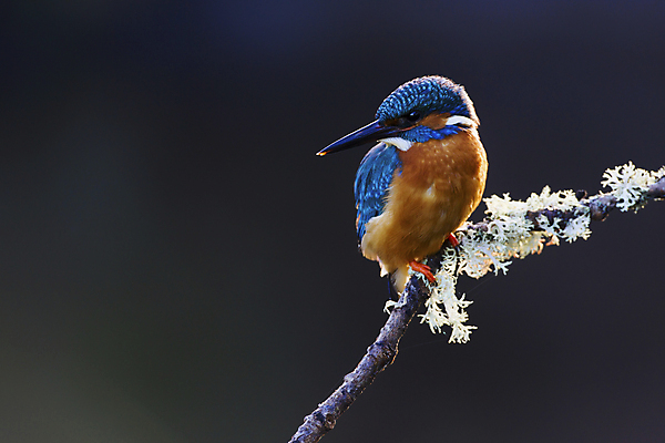 포토 JPG 해외이미지 주간 야생동물 자연 조류 사람없음 야외 나뭇가지 물새 물총새 해외202004 해외포토 자연요소 나무 동물 생태계 파일형식 이미지허브