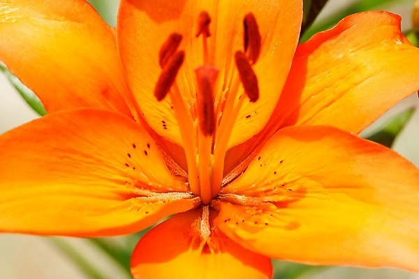 포토 JPG 해외이미지 식물 꽃잎 꽃 줄기 백그라운드 잎 꽃무늬 오렌지 자연 사람없음 초록색 빛 컬러풀 농장 정원 맑음 신선 시간 원예 북쪽 산악지대 구성 꽃수술 해외202004 해외포토 컬러 무늬 농업 과일 날씨 산 취미 방향 생태계 파일형식 이미지허브